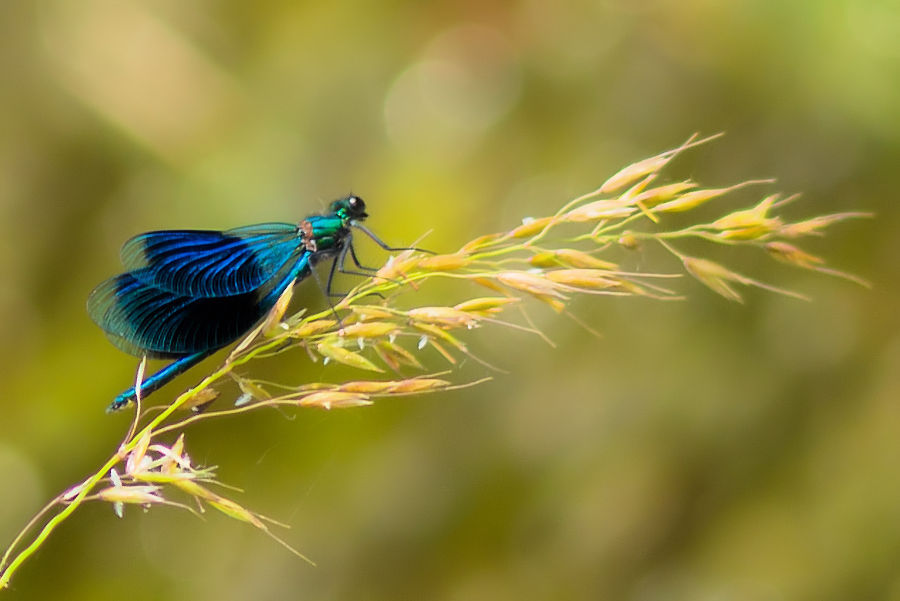 Blauflügel Prachtlibelle